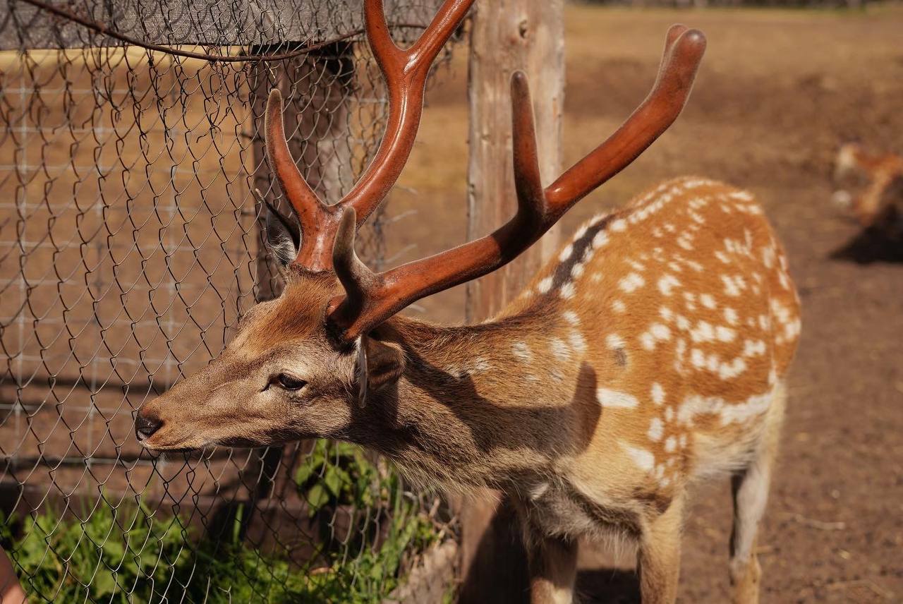 Экскурсия на дикую ферму к олешкам
