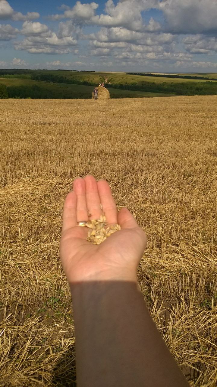 Сельхозугодья